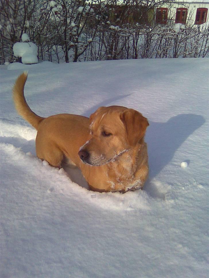 Labrador retriever Max billede 13