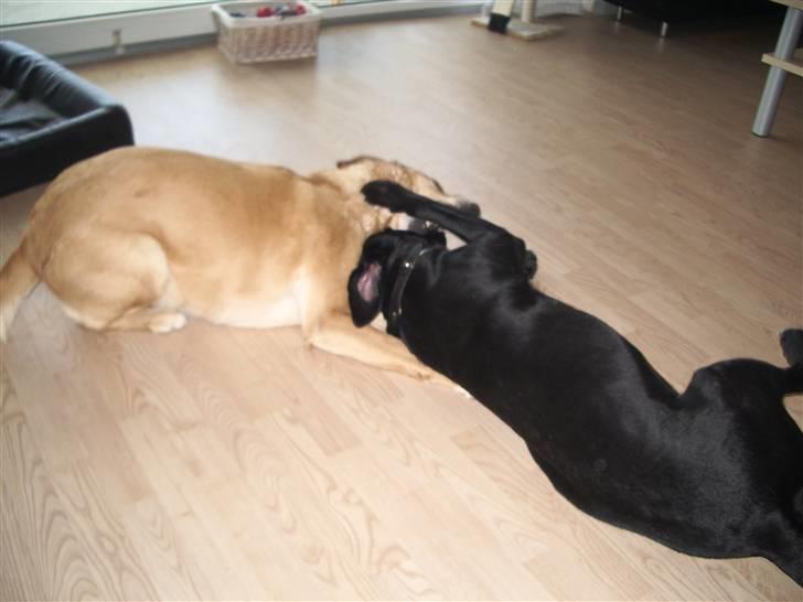 Labrador retriever Max billede 14