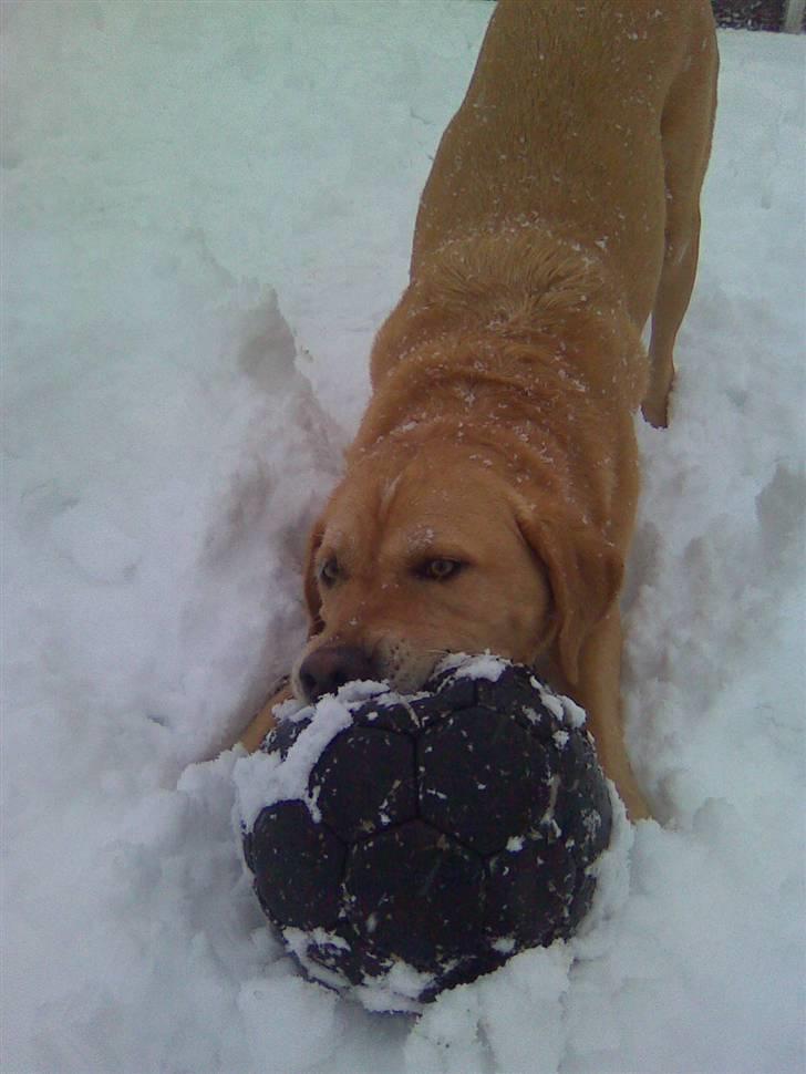 Labrador retriever Max billede 15