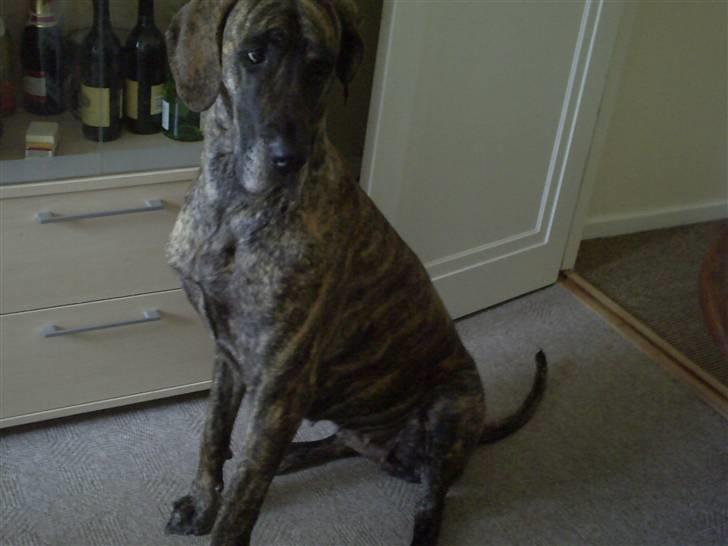 Grand danois Tøsen - Sådan ser hun ud idag 2010 billede 1