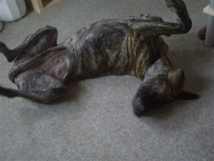 Grand danois Tøsen - Sådan ser hun ud idag 2010 billede 2