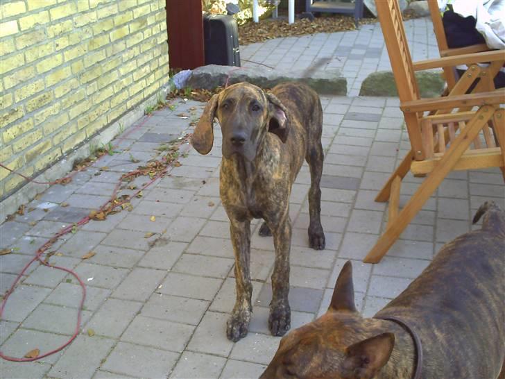 Grand danois Tøsen billede 3