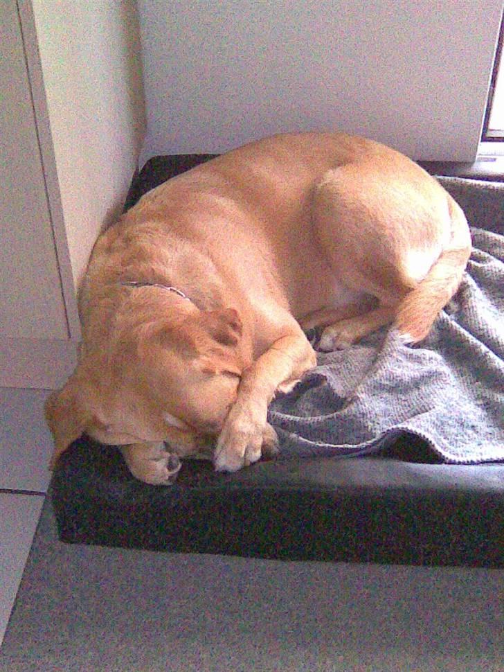 Labrador retriever Max billede 16