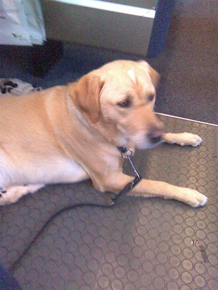 Labrador retriever Max billede 17