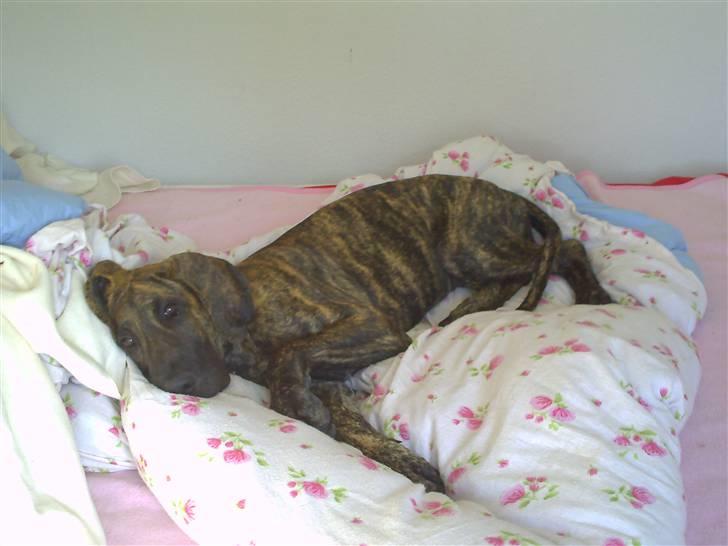 Grand danois Tøsen billede 4