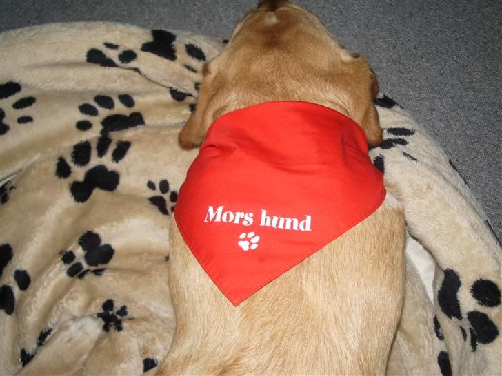 Labrador retriever Max billede 18