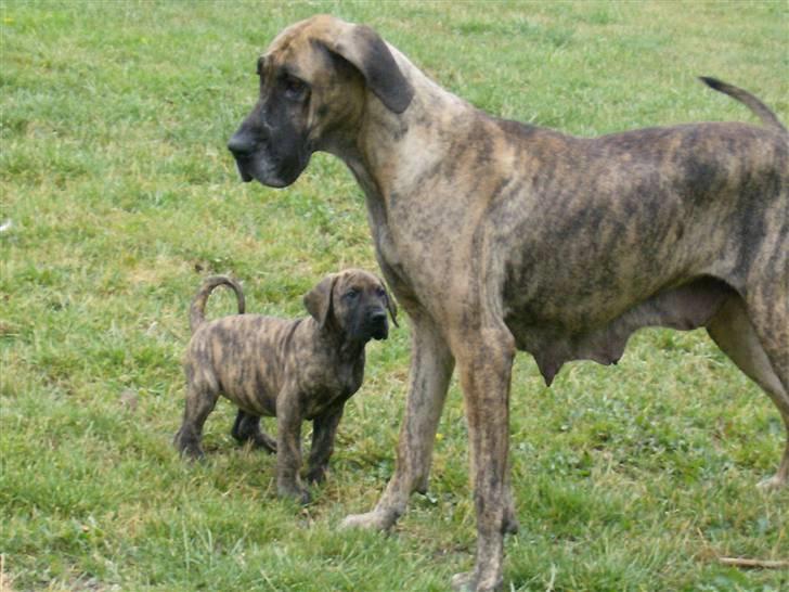 Grand danois Tøsen - Tøsen sammen med sin mor billede 5