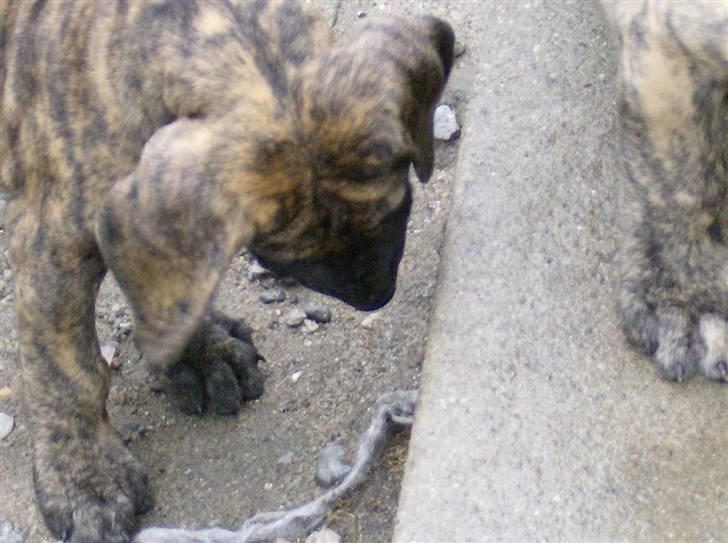 Grand danois Tøsen billede 6