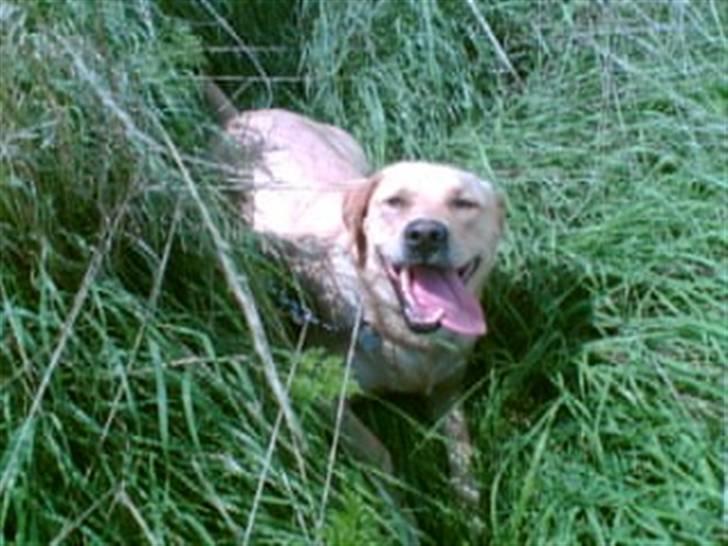 Labrador retriever Max billede 19