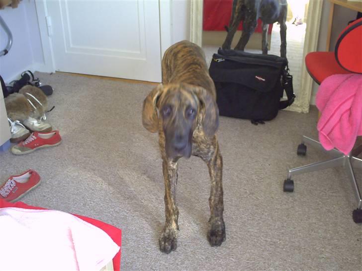 Grand danois Tøsen billede 7