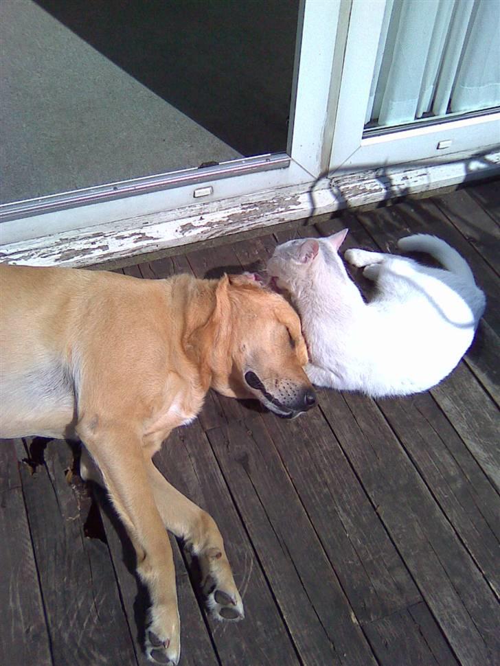 Labrador retriever Max billede 20