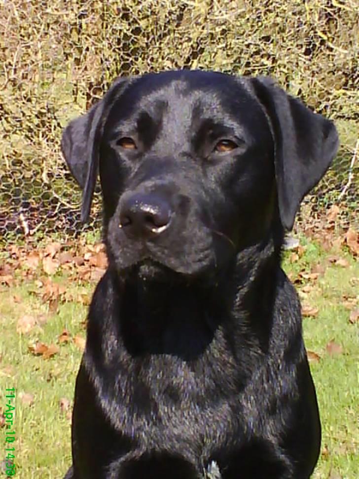 Labrador retriever Balou billede 1