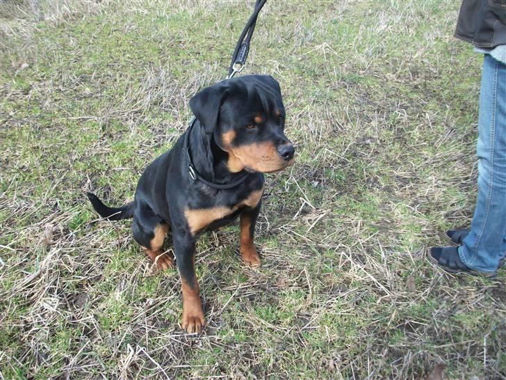 Rottweiler Kåre billede 17