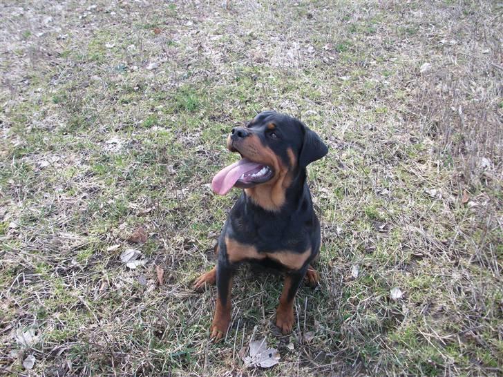 Rottweiler Kåre billede 18