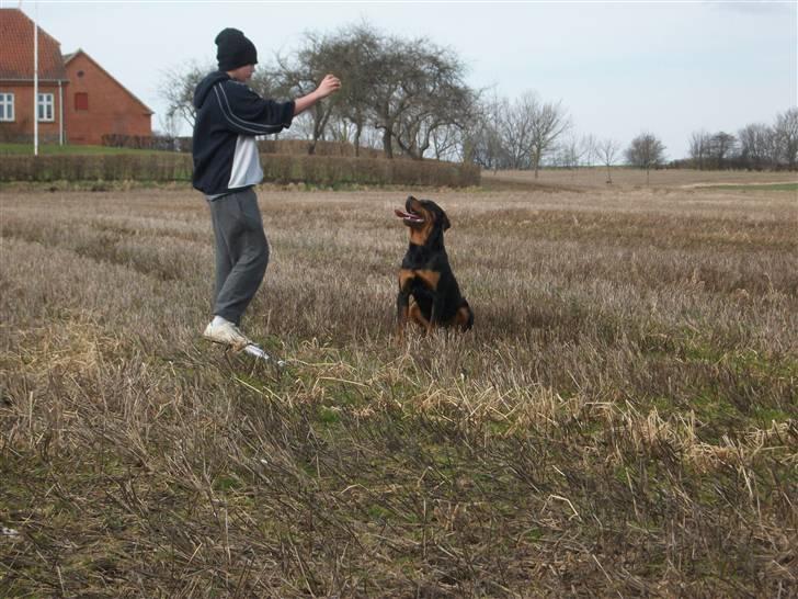 Rottweiler Kåre billede 19