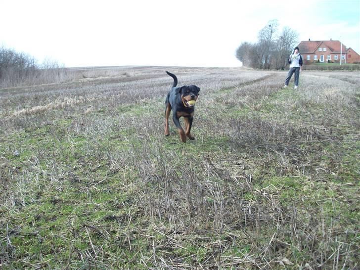 Rottweiler Kåre billede 20