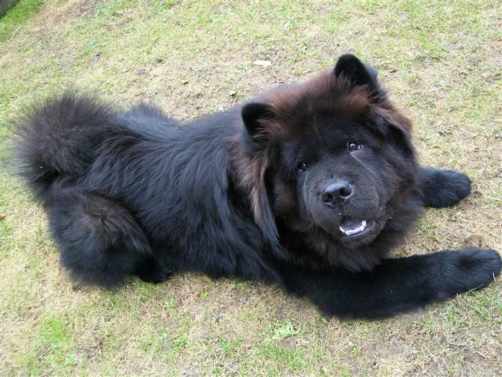 Chow chow Anton - Wufferen 11 Mdr. billede 15