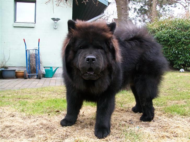 Chow chow Anton - Den lille dreng er nu blevet en stor smuk ung mand! billede 16