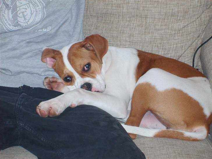 Amerikansk bulldog Kayla billede 2