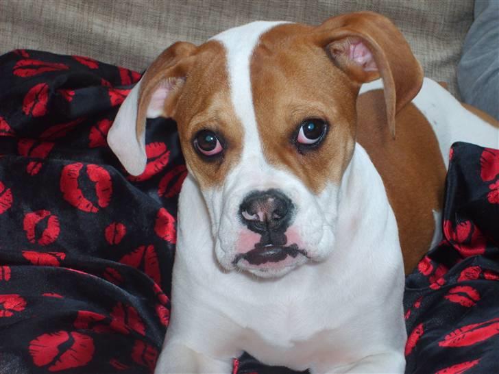 Amerikansk bulldog Kayla billede 3