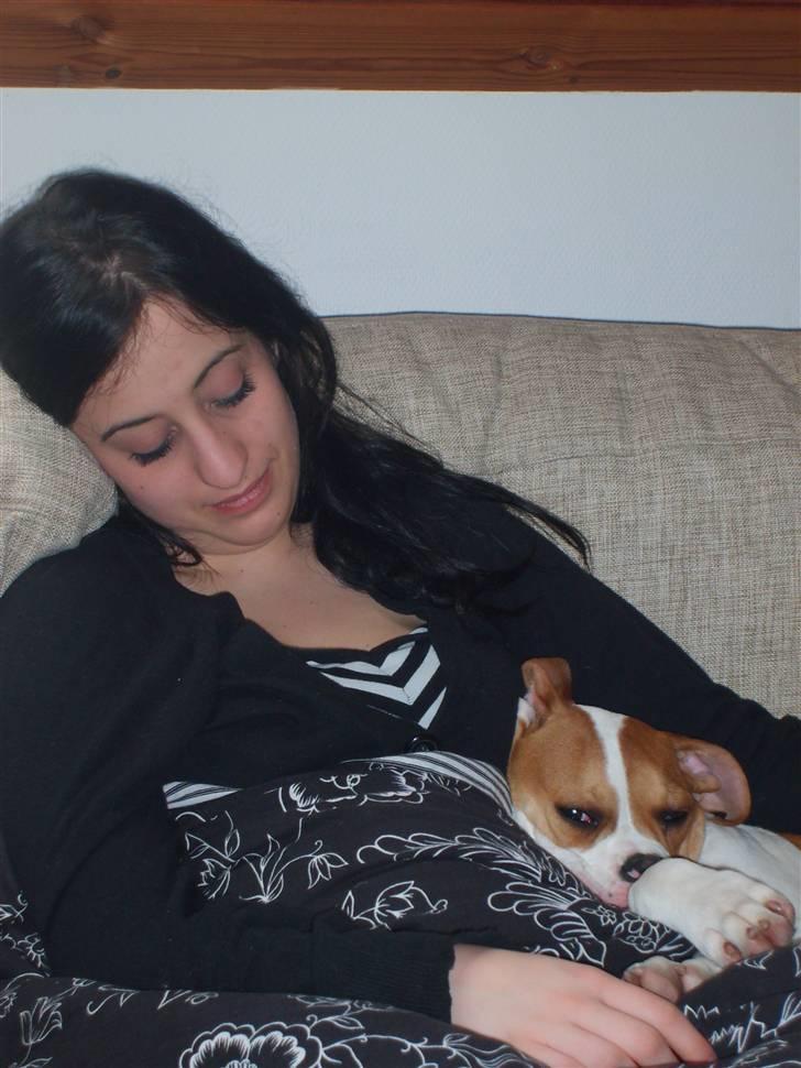 Amerikansk bulldog Kayla billede 4