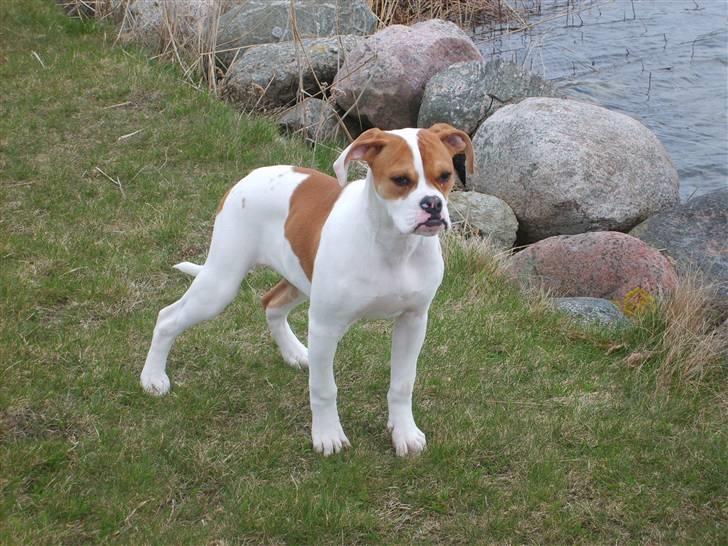 Amerikansk bulldog Kayla billede 5