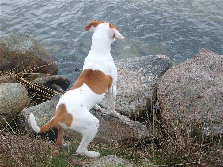 Amerikansk bulldog Kayla billede 6