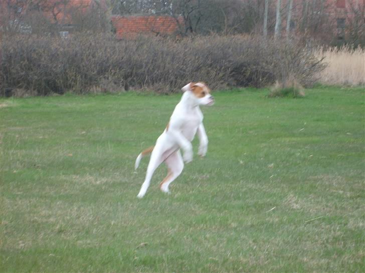 Amerikansk bulldog Kayla billede 7