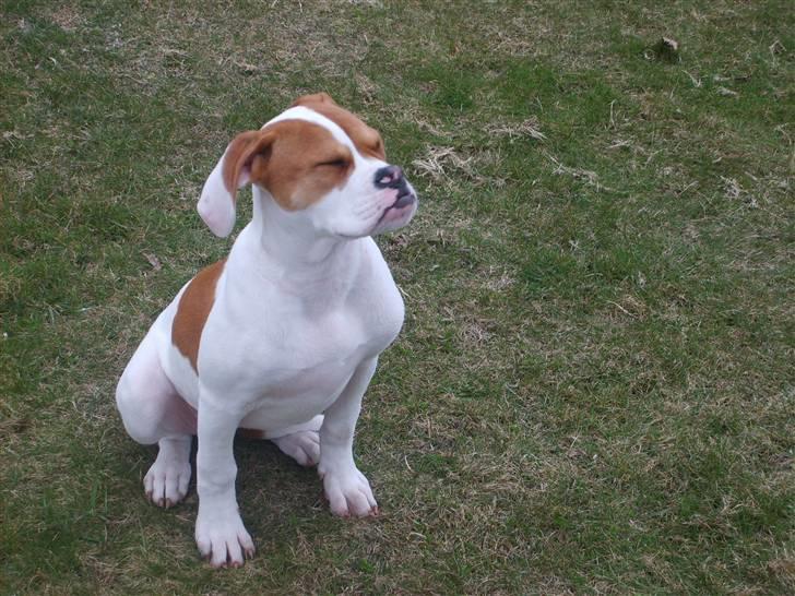 Amerikansk bulldog Kayla billede 8