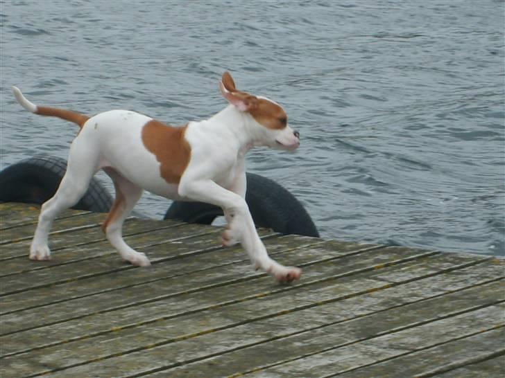 Amerikansk bulldog Kayla billede 9