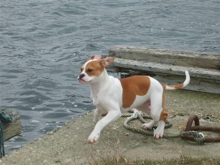 Amerikansk bulldog Kayla billede 10