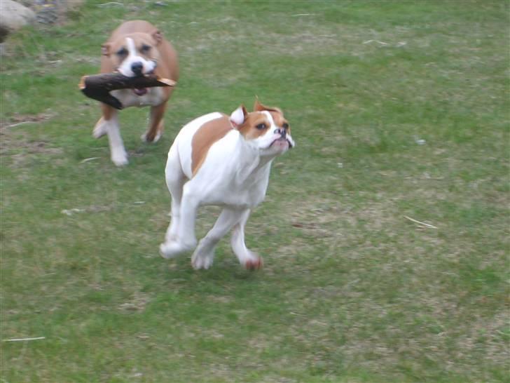 Amerikansk bulldog Kayla billede 11