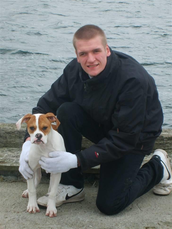 Amerikansk bulldog Kayla billede 12