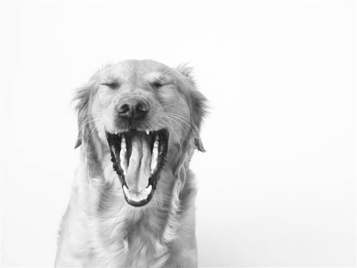 Golden retriever Karla billede 1