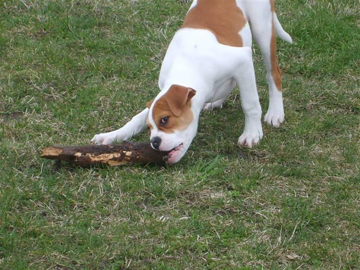 Amerikansk bulldog Kayla billede 13