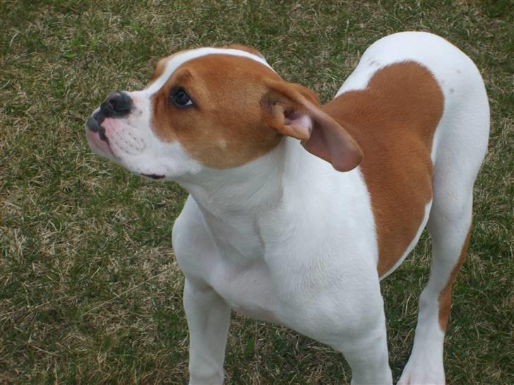 Amerikansk bulldog Kayla billede 14