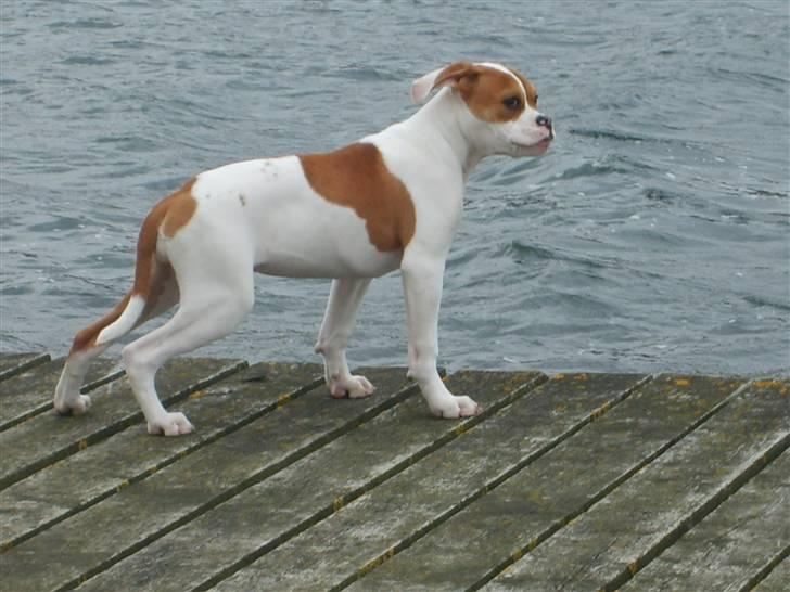 Amerikansk bulldog Kayla billede 15