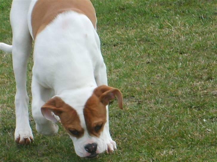 Amerikansk bulldog Kayla billede 16