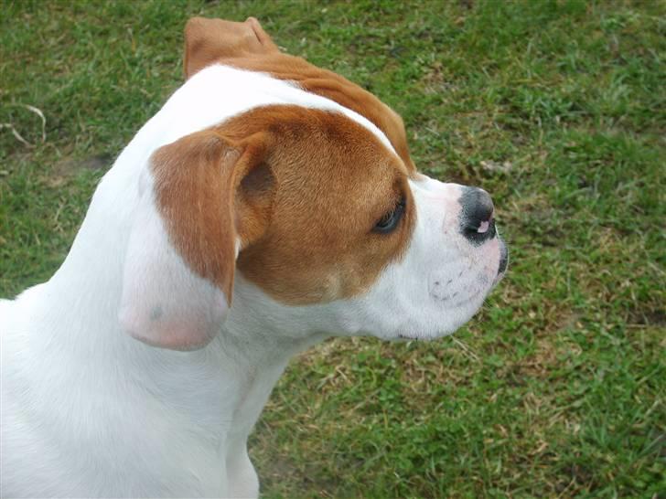 Amerikansk bulldog Kayla billede 17