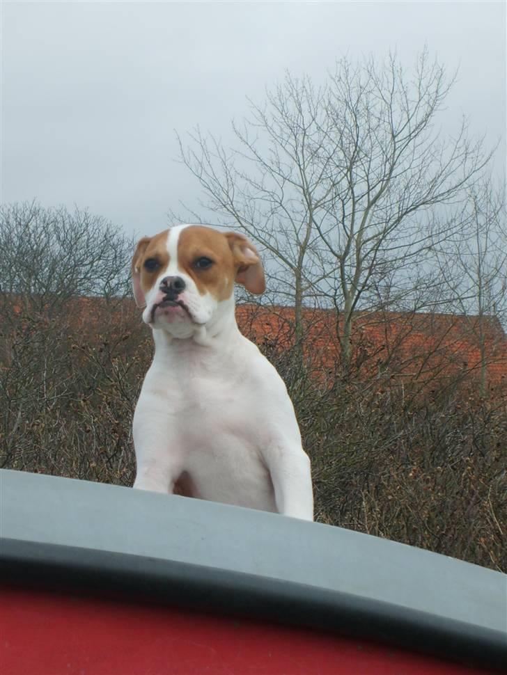 Amerikansk bulldog Kayla billede 18