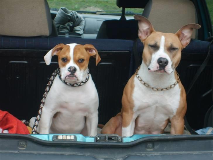 Amerikansk bulldog Kayla billede 19