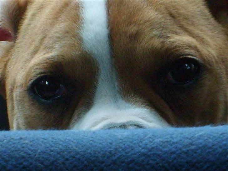 Amerikansk bulldog Kayla billede 20