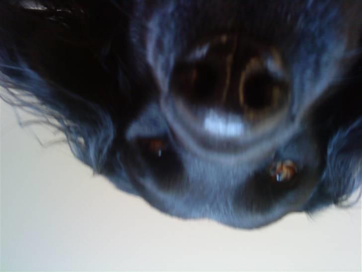 Blanding af racer Baloo (Død) billede 18