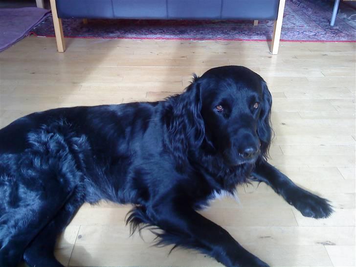 Blanding af racer Baloo (Død) billede 19