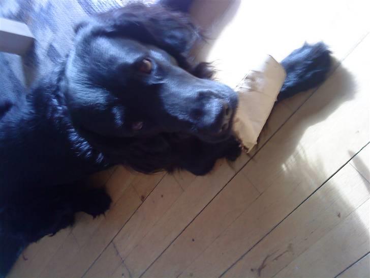 Blanding af racer Baloo (Død) billede 20