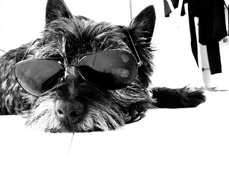 Cairn terrier Sylvester billede 20