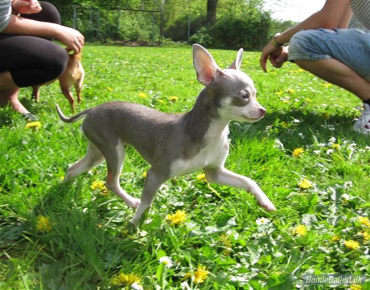 Chihuahua Luna - "Se hvor smuk jeg er" billede 1