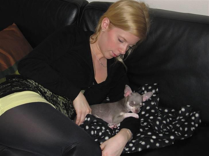 Chihuahua Luna billede 2