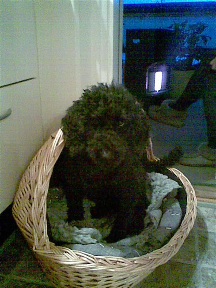 Dværgpuddel Chili billede 11