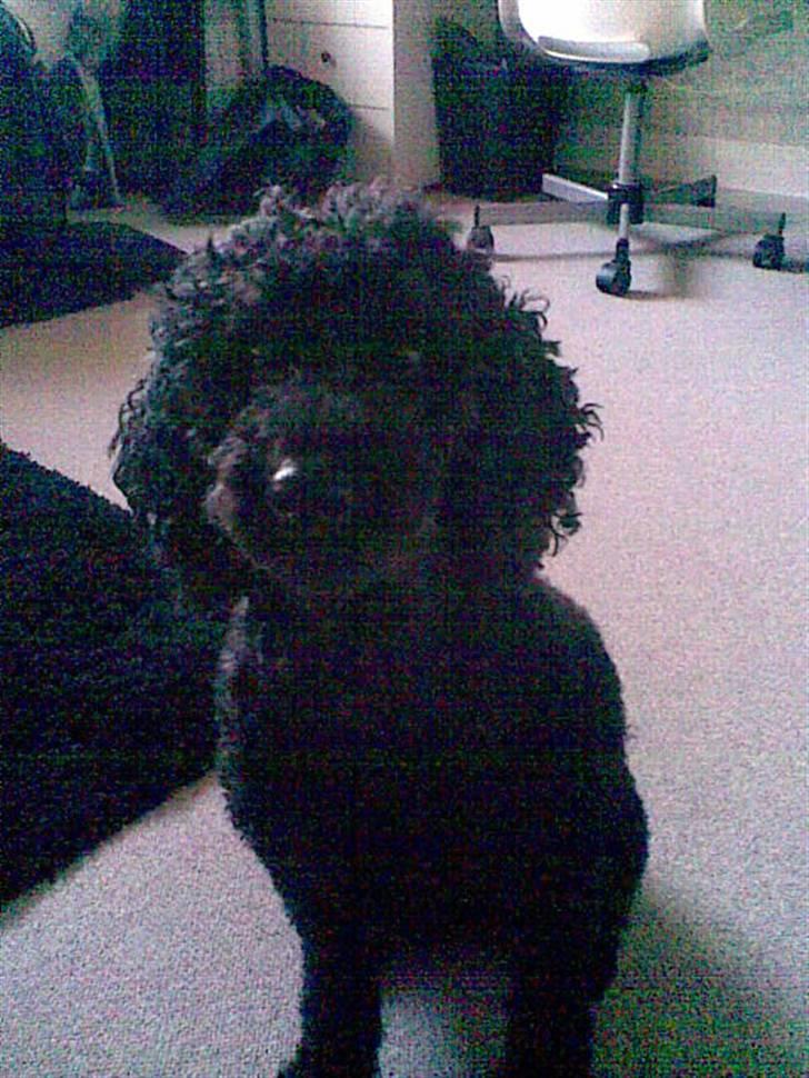 Dværgpuddel Chili billede 12